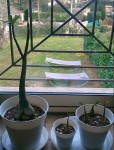 Adenium....jpg