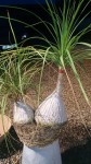 beaucarnea.jpg