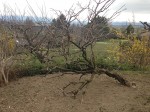 Le petit arbre en question