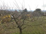 La même espèce d'arbre en plus grand un peu plus bas.