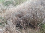 le buisson de lavande de mon jardin fait une haie sur une pente... décrépie...