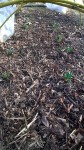 Les pommes de terres plantées il y a 15 jours environs,commencent à sortir de terre.<br />Je les laisse encore en permanence le mini tunnel fermé et avec un P17 posé sur les pommes de terre.