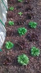 Les salades dans le tunnel se développent à toute allure actuellement,et les herbes commencent à apparaître à travers les restes de BRF.<br />Les herbes commencent donc à poussées,et ceci ne se limite pas qu'au adventices,la pelouse pousse également et la première tonte a été réalisée aujourd'hui.<br />Les tontes de pelouse ainsi récupérées,j'ai pu les disposer au pied des salades.<br />Vous voyez comment la nature est bien faite!!!