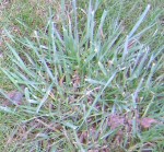 herbe.JPG