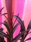 plante.jpg