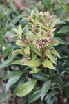 sarcococca.jpg