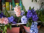 DSCN6010.JPG