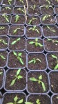 Les tomates mises en godets.<br />Désolé mais je n'ai pas réussit à faire un plant plus large.