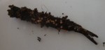 DSC01618.JPG