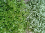 2 plantes identiques mais de couleur légèrement différentes.