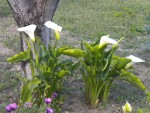 DSCN6021.JPG