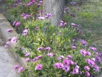 DSCN6022.JPG