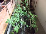 Plants tomates.jpg