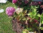 DSCN0342m.JPG