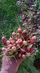 WP_20150401_002.jpg