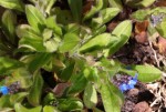 Fleurs bleues.jpg