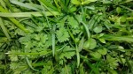 herbe.jpg