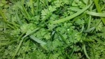 herbes.jpg