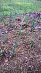 Voici les quelques oignons(le fond des sachets des blancs et jaunes)plantés en février.<br />Ils sont bien sortis de terre depuis quelques jours.