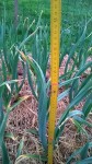 L'ail approche les 50 cm de haut.