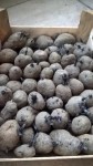 Les pommes de terres qui attendent patiemment d’être plantées.