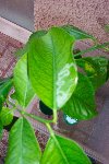 100_1065.JPG