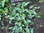 jardin.jpg