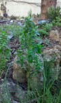 20150406_180108.jpg