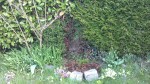 Pivoines, tulipes, hémérocalles