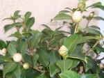 DSC00011.JPG