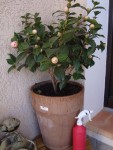 DSC00010.JPG