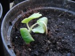 Cornichon