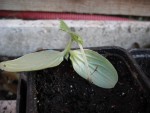 Cornichon