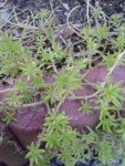 plante 02.jpg