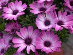 Le blanc / violet