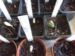 Courgettes-concombres.jpg