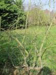 IMG_0219.JPG