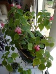 impatiens double-redim.jpg
