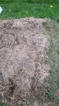 Voici l'emplacement tel quel à la sortie de l'hiver.<br />Il m'a suffit de faire des trous au plantoir à travers le foin et d'y glisser les mottes.