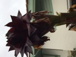IMG_0097.JPG