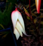 fleur heliamphora.jpg