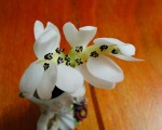 DSC08921.JPG