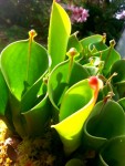 heliamphora2.jpg