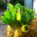 heliamphora.jpg