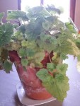 plante.jpg