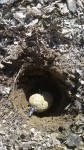 La pomme de terre se trouve au maximum à 10 cm de profondeur.