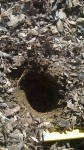 J'ouvre les trous à l'aide du plantoir à bulbe.