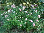 aout 2008 028.jpg