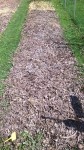 La planche des pommes de terre avant plantation.<br />On devine la cendre de bois qui à été déposée sur les feuilles cet hiver.