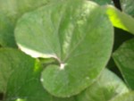 GEDC0066.JPG